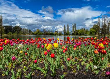 A very colourful image of tulips and a view of the lake in the background taken from Floriade which is the spring flower show in Canberra. Photo by Lauren Sutherland.